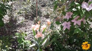 Мой майский сад. Клематисы. Розы.Декоративные кустарники. Гейхеры. Хосты.