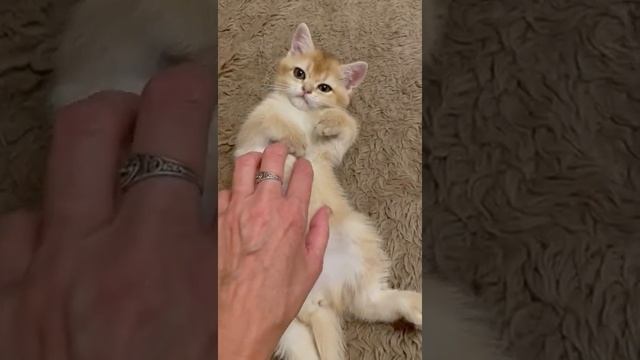 Милый британский золотой котенок на чиле на расслабоне ?