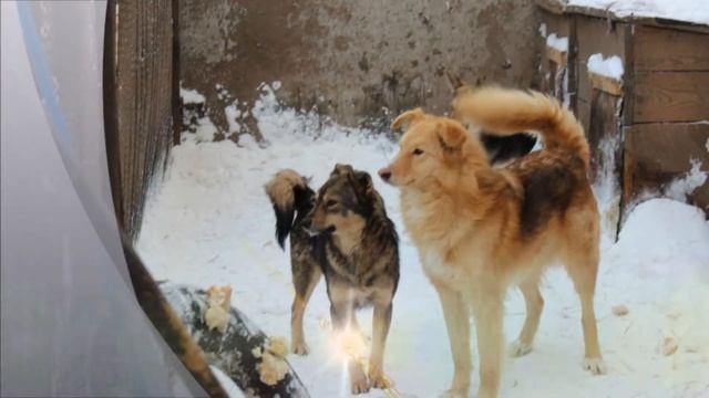 Прижмите к сердцу рыжую собаку смотреть онлайн