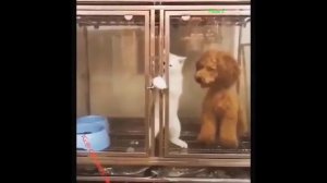 Очень Умные и Дрессированные Животные #1 Милы Е