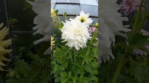 Георгин Вальтер Хардисти. Георгин Walter Hardisty. Крупноцветковые георгины. Dahlie Walter Hardisty