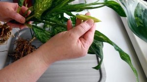 Липкие капли на комнатных цветах? Пересадка и обработка "Зеленым мылом".