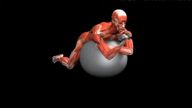 Подъемы гантели на бицепс лежа на мяче прямым хватом Stability Ball Biceps Curl Dumbbell Underhand смотреть онлайн