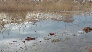 Нерест щуки на разливах за огородом