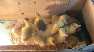 Выращивание гусей  Датский Легарт ! Первые 3 суток ! Пропойка для гусят !