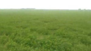 Посев Суданки или Суданской травы. МТЗ 82 сеялка Hassia 2500.