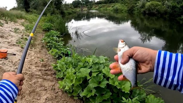 Рыбалка на поплавок на речке в конце июля! смотреть онлайн