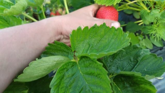 Клубника Азия 3-ий год плодоношения, как правильно срывать ягоды с куста. смотреть онлайн