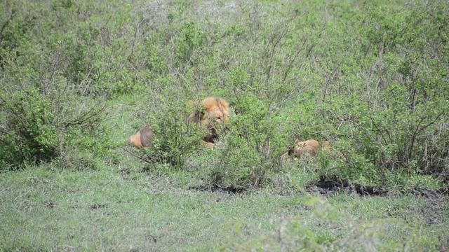 Прайд львов ест антилопу гну смотреть онлайн