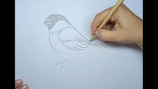 Как нарисовать птицу \\ реальное время рисования \\ how to draw a bird on a branch смотреть онлайн