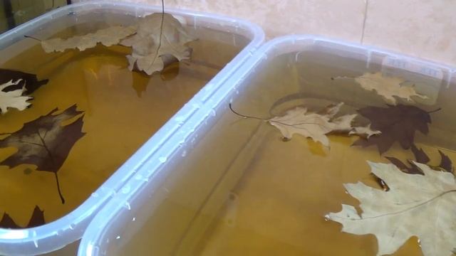 Сажаем петушков на нерест смотреть онлайн