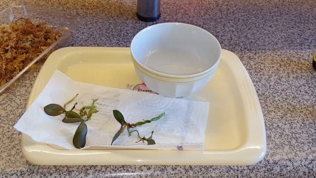 Пересадка сеянцев фаленопсиса (3 года и 3 мес) смотреть онлайн