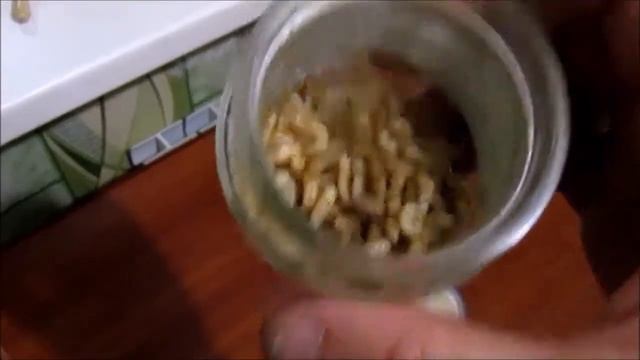 ЧТО БУДЕТ?! Опарышы в холодильнике 5 недель смотреть онлайн