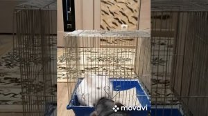Песок для шиншилл.