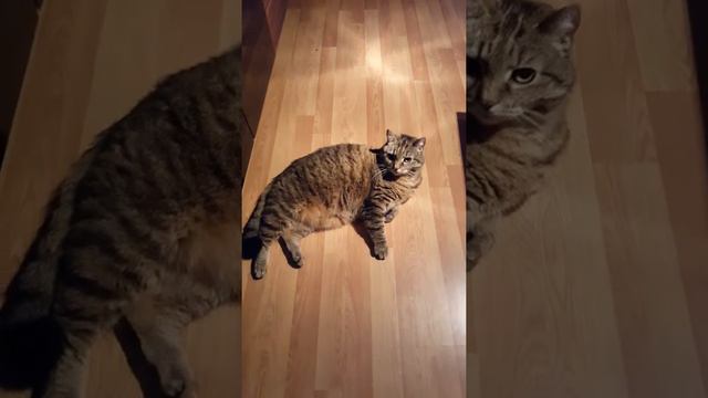 Реакция кошки на плохое пение смотреть онлайн