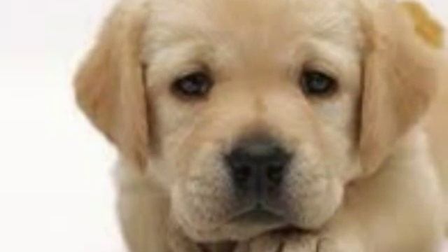 Песенка про щенка смотреть онлайн