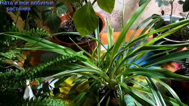 Какие растения я больше не выращиваю и почему