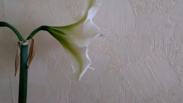 Комнатные растения. Амариллисы и Гиппеаструмы. Amaryllis And Hippeastrum.