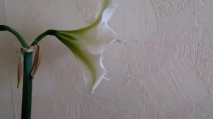 Комнатные растения. Амариллисы и Гиппеаструмы. Amaryllis and Hippeastrum.