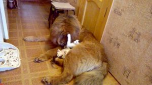 #Тибетский мастиф и котенок