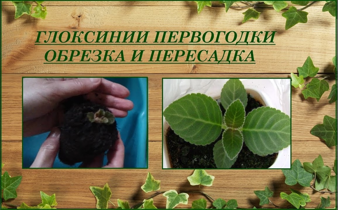 Весенняя пересадка и обрезка глоксиний первогодок