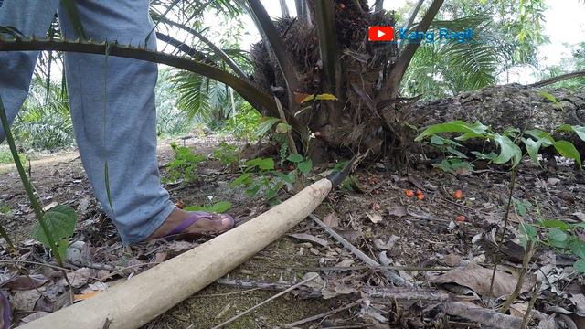 Find oil palm fruit in an easily cut position when harvesting it