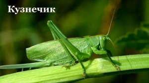 Насекомые России. Интересное, обучающее видео для малышей.Top 20 most common insects in Russia.