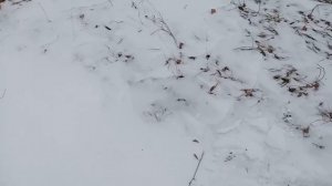 Моё мнение о металлоискателе Minelab go-find 44 /// Какие минусы я в нем увидел?!...