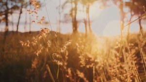 Плыву по осени Сергей Кривонос, поет Вера Пенькова