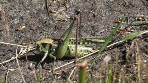 Кузнечик серый ( Decticus verrucivorus )