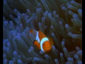 Океан (В.Лесовская) feat. "Бегущая по волнам"))