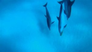 Дельфины в море