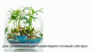 Делаем флорариум своими руками | ДОМ ДИЗАЙН ИНТЕРЬЕР