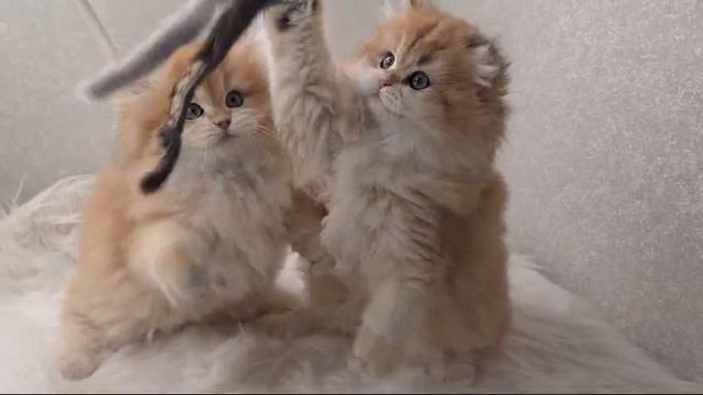 Самые красивые котята - Британская Золотая Шиншилла