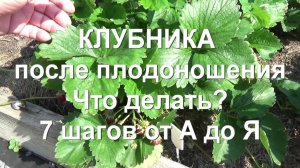 83. Клубника - делайте это сразу же после плодоношения! Обрезка. Удобрение. Обработка.