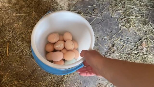 Кормление кур без нормы-результат