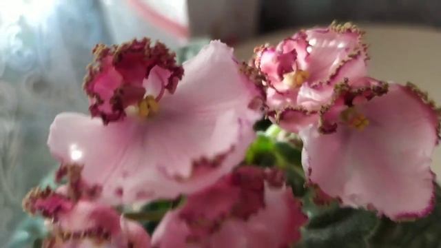 9 СОРТОВ ФИАЛОК С НАЗВАНИЯМИ. ВИДЕО ОБЗОР. смотреть онлайн