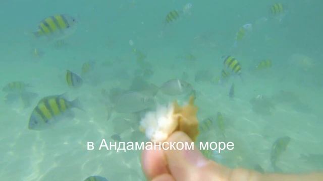 Море Таиланда смотреть онлайн