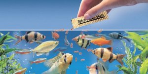 Как ухаживать за рыбками.