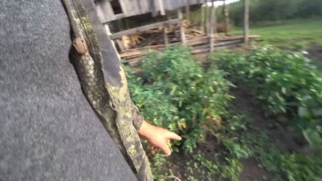 ДОКОПАЛ КАРТОФЕЛЬ/ДЕЛАЮ ТРИМЕР/ЖИЗНЬ СТАНИЧНАЯ/ смотреть онлайн