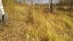 НА КРАЮ ДЕРЕВНИ.ПОИСК МОНЕТ и не только. Коп 43