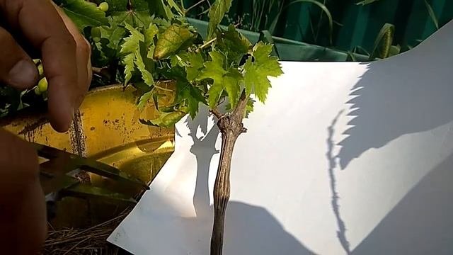 ??Что с саженцем винограда не так? Почему саженец винограда плохо растёт? Виноград