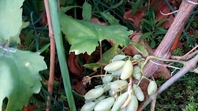 Сигнальная гроздь винограда Хусайне Келин Бармак Signaltraube Khusayne Kelin Barmak 信号串葡萄 ブドウの信号束 смотреть онлайн