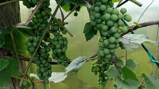 Пасынки На Винограде Пасынкование Летом Для Начинающих