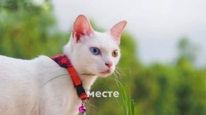 Топ-7 самых дорогих пород Кошек. Ашера