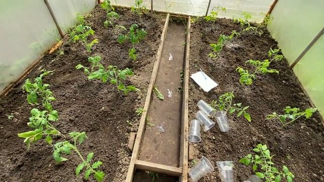 Завтрак у всех! Высадка томатов в теплицу! Подкормка озимого чеснока! #жизньвдеревне смотреть онлайн