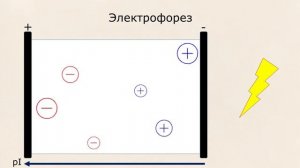 Аминокислоты: Биоорганическая химия #1
