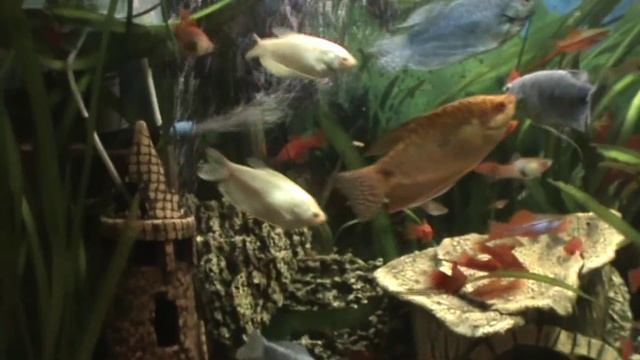 Кормление аквариумных рыбок замороженным мотылем [#Кормление рыбок] смотреть онлайн