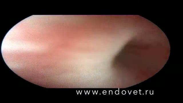 Литотрипсия у собаки смотреть онлайн