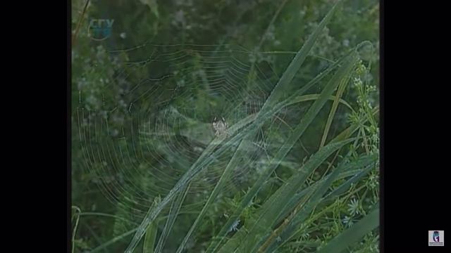 комменсализм смотреть онлайн